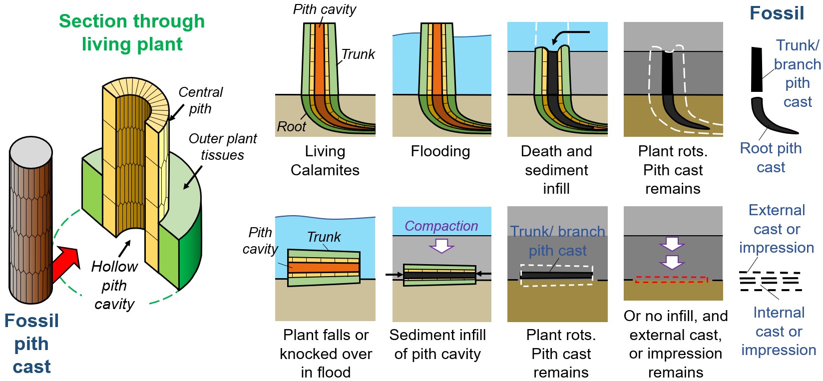 How Calamites fossils are formed from pith casts, external, and internal casts and impressions.